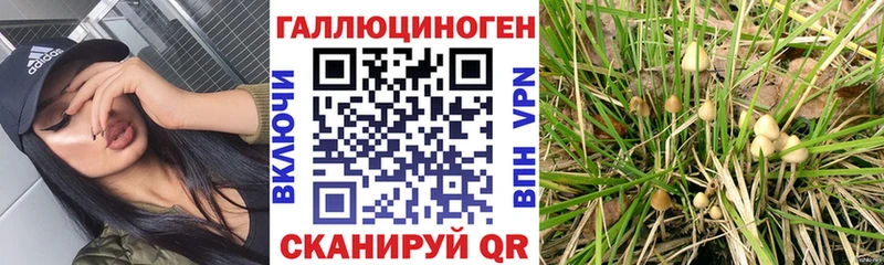 цены наркотик  Новоржев  Галлюциногенные грибы MAGIC MUSHROOMS 